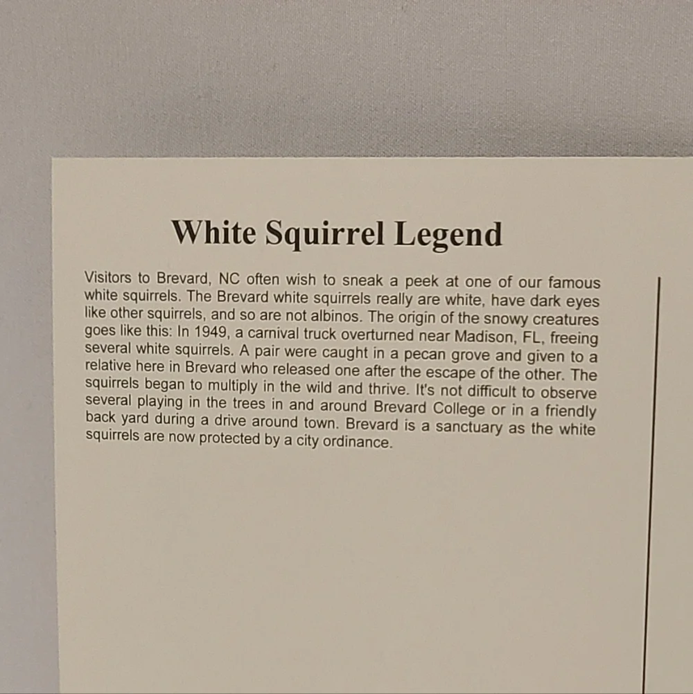 Postcards White Squirrel & Cardinal Set Of 6 👓
